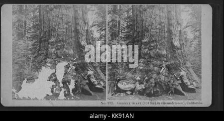 Grizzly Giant sequoia redwood tree (101 feet in circumference), California, 1889. Stock Photo