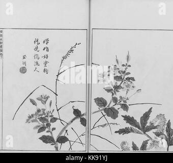 Pages from an ancient Japanese book titled Sorimachi 409, featuring floral designs, Osaka, Japan, Japan, 1746. From the New York Public Library. Stock Photo