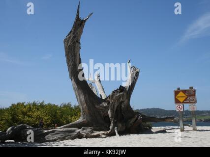 A photograph of the remains of a tree on Carmel Beach, the large piece of knotted wood still has a little bark connected to it, the tree is situated in the sand and has some foliage growing behind it, a sign warning that hazards exist in the area is located near the tree, Carmel, California, 1951. Stock Photo