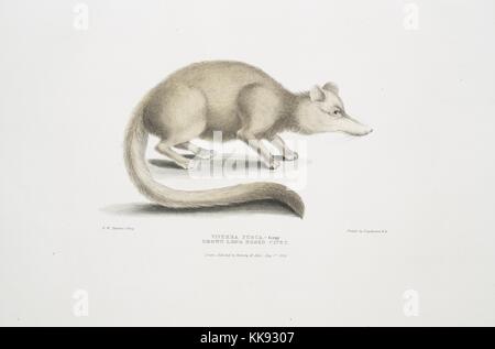 Hand colored print depicting a civet, standing on four legs, captioned Brown Long Nosed Civet (Viverra fusca), from the book 'Illustrations of Indian Zoology, Chiefly from the Collection of Major General Hardwicke', 1832. From the New York Public Library. Stock Photo