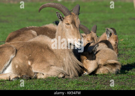Herd Of Barbary Sheep - (Ammotragus lervia) Stock Photo