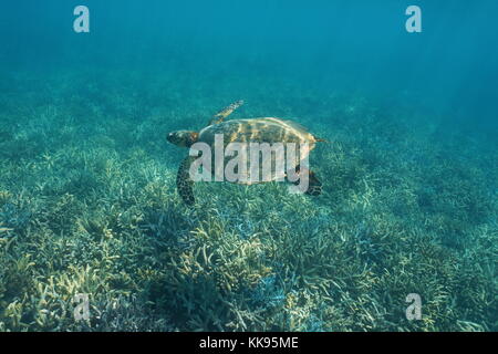 South Pacific ocean underwater a hawksbill sea turtle Eretmochelys imbricata, swims over a coral reef, New Caledonia, Oceania Stock Photo