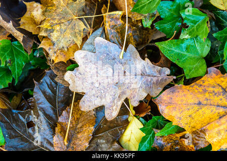 Dry leaves on the ground. Close-up view of an oak dead leaf with frozen dew drops lying on the ground among other dry leaves and green ivy leaves. Stock Photo