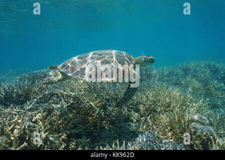 A Green turtle, Chelonia mydas, swims above a deep coral reef in Palau ...