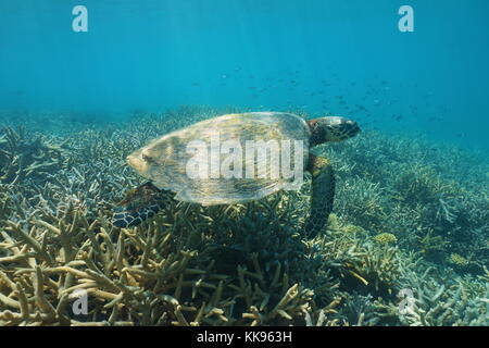 Underwater a hawksbill sea turtle Eretmochelys imbricata, over a coral reef, New Caledonia, south Pacific ocean, Oceania