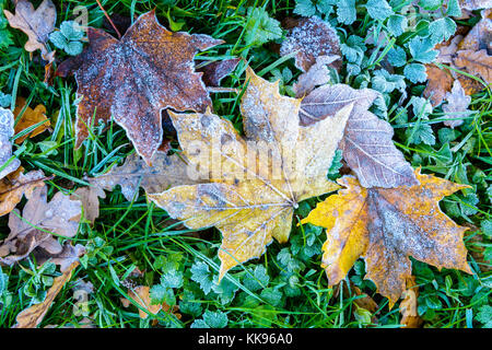 Frozen dry leaves on the ground. Close-up view of maple dead leaves lying on the grass, covered with frost, among other varieties of dry leaves. Stock Photo