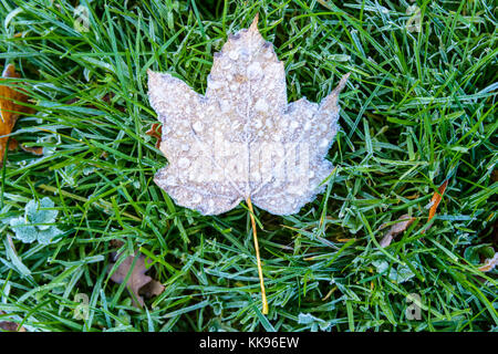 Frozen dry leaves on the ground. Close-up view of a maple dead leaf with frozen dew drops lying on the frost covered grass. Stock Photo