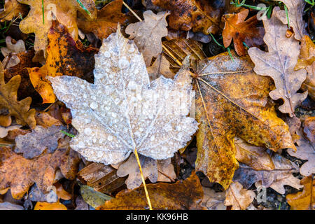 Frozen dry leaves on the ground. Close-up view of a maple dead leaf with frozen dew drops lying on the ground among other varieties of dry leaves. Stock Photo