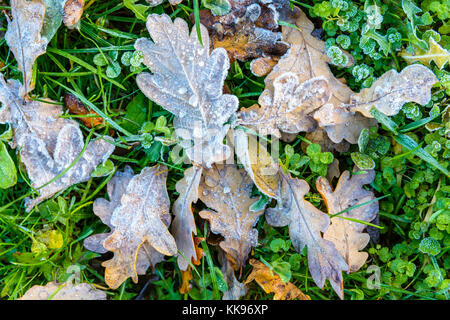 Frozen dry leaves on the ground. Close-up view of oak dead leaves with frozen dew drops lying on the grass covered with frost. Stock Photo