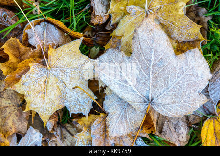 Frozen dry leaves on the ground. Close-up view of maple dead leaves covered with frost lying on the grass. Stock Photo
