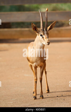 Little gazelle. Stock Photo