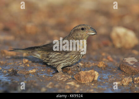 Crossbill Stock Photo