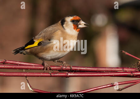 Wild goldfinch bird portrait close up native to Europe also known as Carduelis carduelis. The goldfinch has a red face and a black-and-white head. Stock Photo