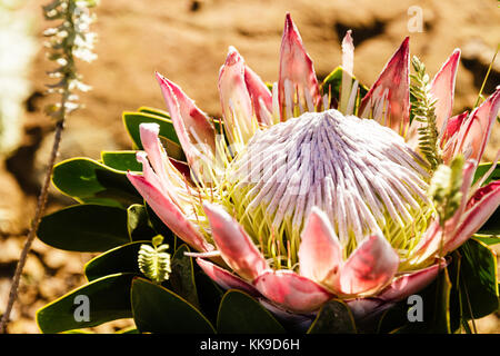 South African Pink King Protea flower Stock Photo