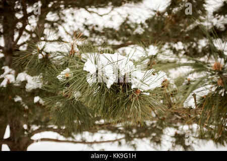 Close up view of evergreen tree twig covered under snow layer Stock Photo