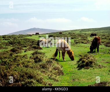 Wild Dartmoor ponies horses grazing on Dartmoor National Park upland in Devon southwest England UK Stock Photo