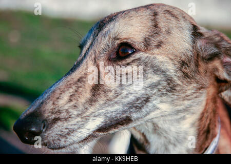 Beautiful young spanish greyhound also called in Spain Galgo. Portrait of striped dog Stock Photo