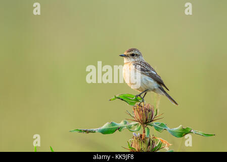 A Common Stonechat female Stock Photo