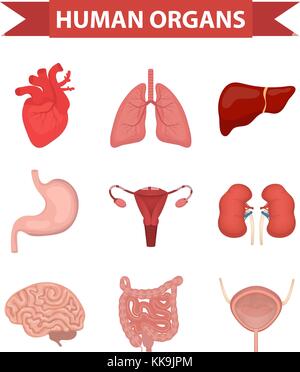 Internal organs of the human icons set, flat style. Collection with heart, liver, lungs, kidneys, stomach, female reproductive system, brain, intestines. Anatomy, medicine, concept. Healthcare. vector. Stock Vector