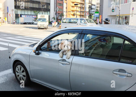 A 'shih tzu' dog in Japan poking its head out of a car window. Stock Photo