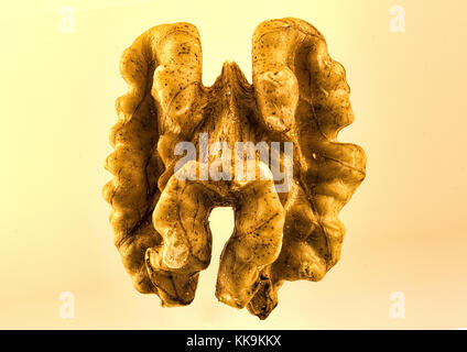 Shelled dried isolated walnut close-up, macro, micro, close up, tree nut family Stock Photo