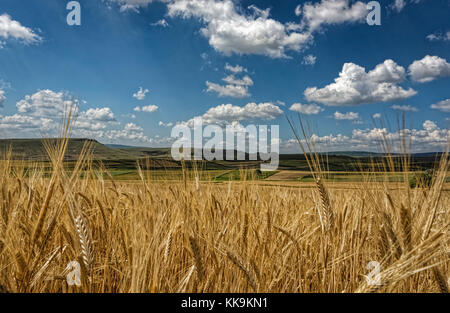 Fluffy soft white clouds on a deep blue sky above golden yellow wheat fields with scattered greenery Stock Photo