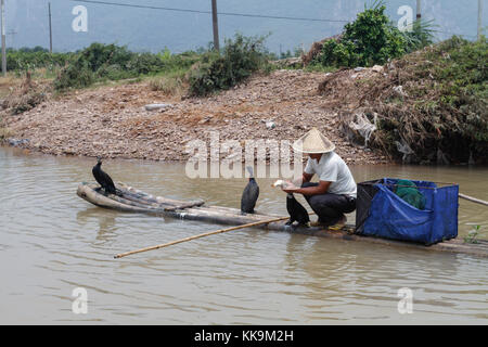 Fisherman retrieving  a fish from the throat of a cormorant bird in Guilin, China. Stock Photo