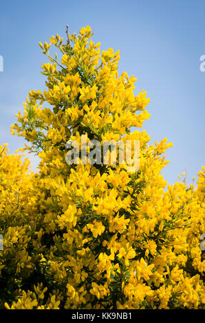 A mass of golden flowers on Genista Porlock in an English garden Stock Photo