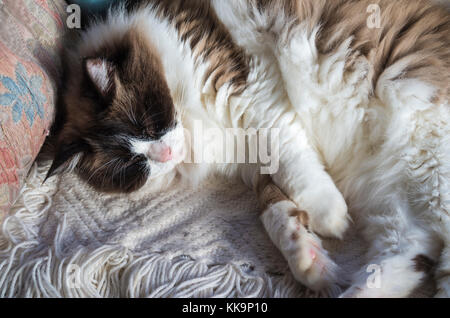 An adult Ragdoll cat asleep in an armchair in winter Stock Photo