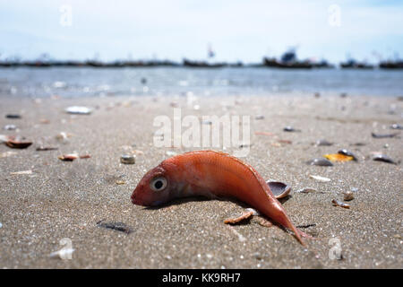 splatter beach death stills splatter beach death stills