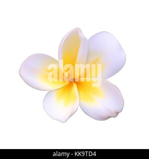 A beautiful white flower called Pachipodium Lamer, Madagascar palm, Pachypodium lamerei Isolated on White. Vector Illustration Stock Vector