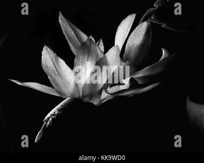 Black and white image of flower of ephipytic cactus called Schlumbergera on black background. It is also known as Christmas or Thanksgiving cactus. Stock Photo