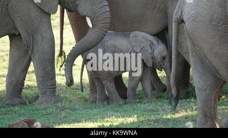 Elephants on the South African plane Stock Photo