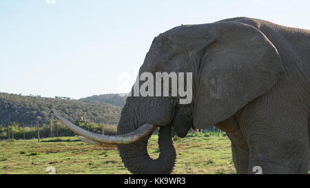 Elephants on the South African plane Stock Photo