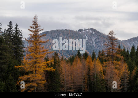 Beautiful forest with golden and green coniferous trees in late fall Stock Photo
