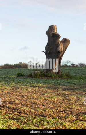 Old tree stump in the Cotswolds Stock Photo