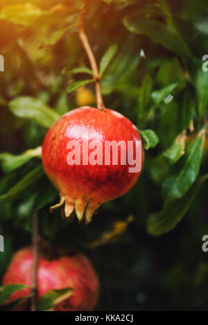 Ripe pomegranate fruit on the tree branch in summer, selective focus Stock Photo