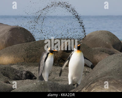 Ocean Harbour, South Georgia Island, UK - Shipwreck Bayard Stock Photo ...