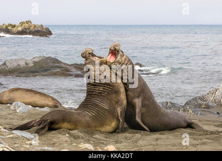 Two elephant seals battle for control of harem at beach at Gold Harbour, South Georgia Island Stock Photo