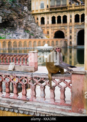 Monkey in Galta Ji Mandir Temple near Jaipur, India Stock Photo