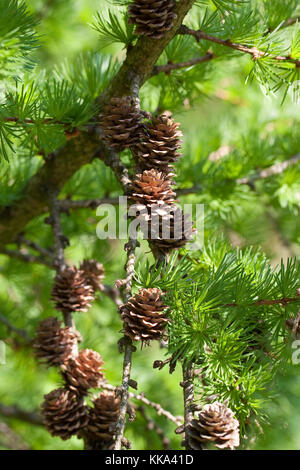 Europäische Lärche, Larix decidua, Zweig mit jungen Zapfen, European ...