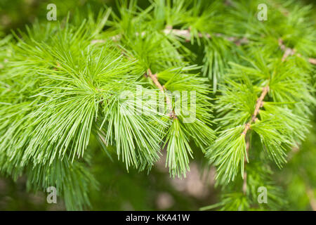 Europäische Lärche, Larix decidua, frische Nadeln im Frühjahr, European Larch Stock Photo - Alamy