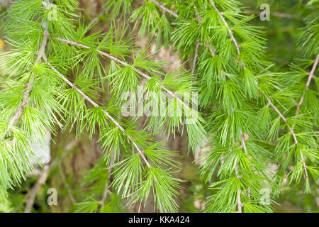 Europäische Lärche, Larix decidua, frische Nadeln im Frühjahr und Stock Photo - Alamy