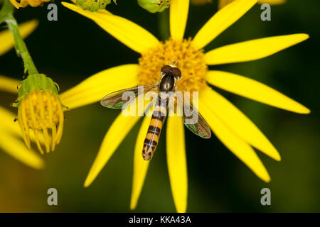 Gewöhnliche Langbauchschwebfliege, Männchen, Blütenbesuch, Nektarsuche, Stift-Schwebfliege, Stiftschwebfliege, Langbauch-Schwebfliege, Schwebfliege, S Stock Photo