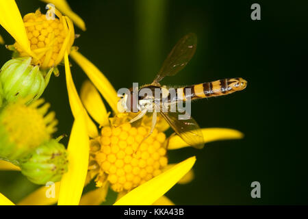 Gewöhnliche Langbauchschwebfliege, Männchen, Blütenbesuch, Nektarsuche, Stift-Schwebfliege, Stiftschwebfliege, Langbauch-Schwebfliege, Schwebfliege, S Stock Photo