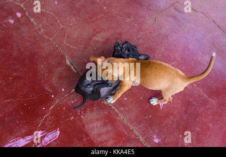 Boruca (also known as the Brunca or the Brunka) indigenous people, Costa Rica, Central America, America Stock Photo