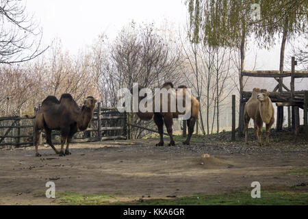 Three camels standing around at the zoo Stock Photo