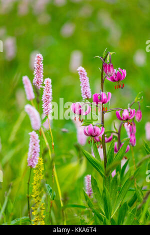 Martagon Lily (Lilium martagon) Col de la Cayolle, Ubaye Valley, Vallée de l'Ubaye, Alpes Haute Provence, Provence, France, Europe Stock Photo