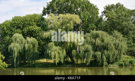 Weeping willow tree in Central park Stock Photo