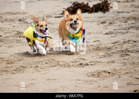 Corgis play ball in the sand at Corgi Beach Day in Huntington Beach, California Stock Photo